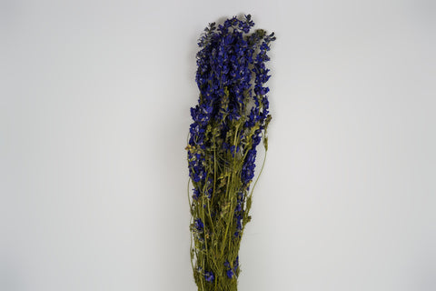 Delphinium
