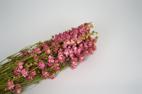 Delphinium