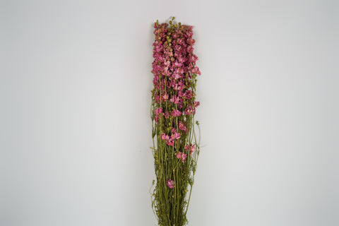 Delphinium
