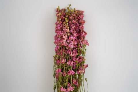 Delphinium
