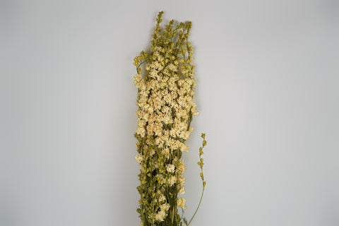 Delphinium