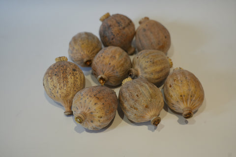 Papaver, (Poppy heads), Dried, Natural Remembrance