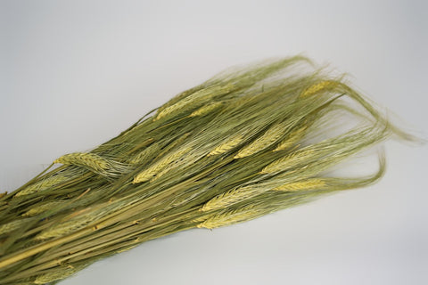 Gerst (hordeum)