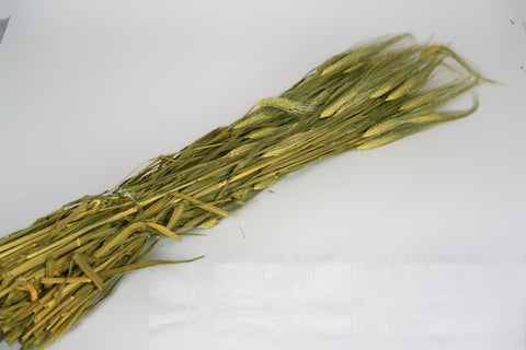Gerst (hordeum)