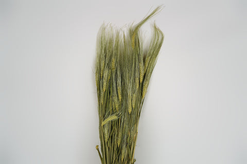 Gerst (hordeum)