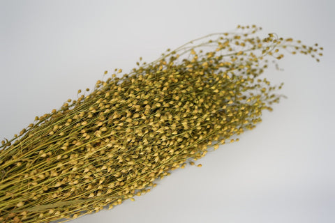 Lepidium atraxa