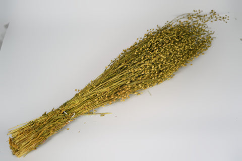 Lepidium atraxa