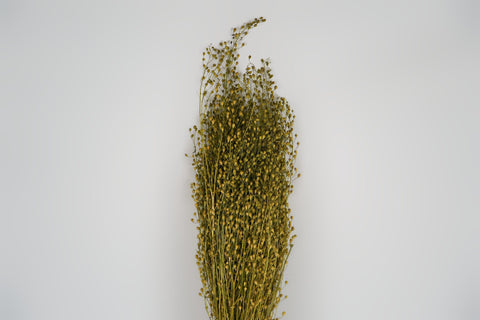 Lepidium atraxa