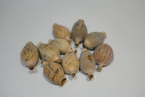 Papaver, (Poppy heads), Dried, Natural Remembrance