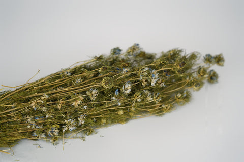 Nigella Flower