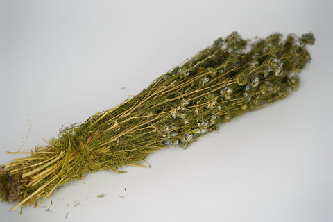 Nigella Flower