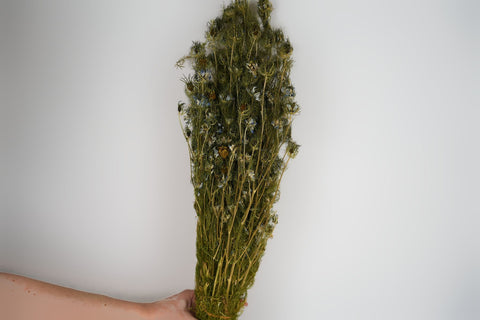Nigella Flower
