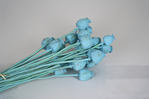 Papaver