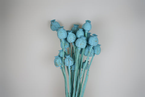 Papaver