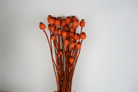 Papaver