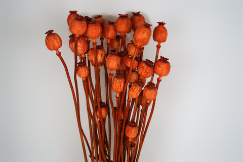 Papaver