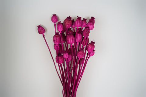 Papaver