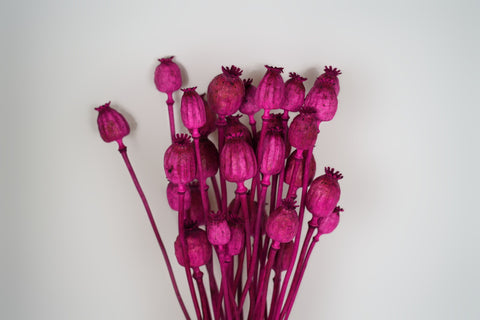 Papaver
