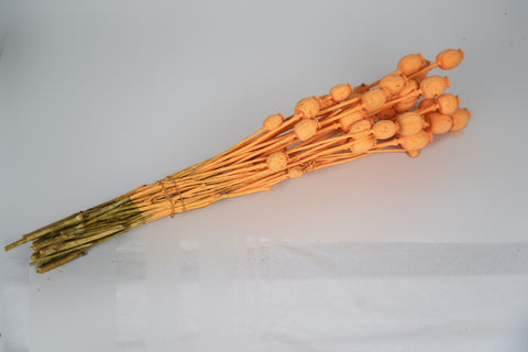 Papaver
