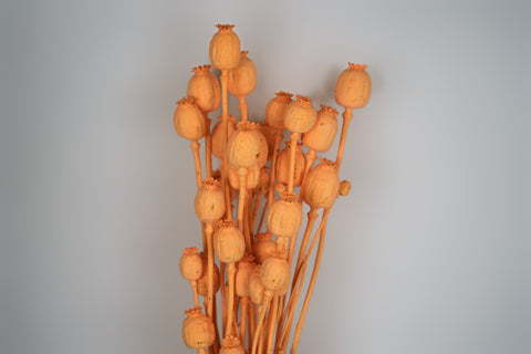 Papaver