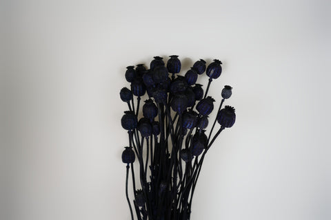Papaver