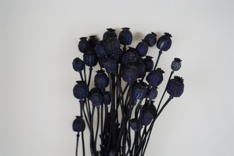 Papaver