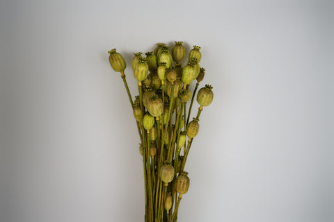 Papaver