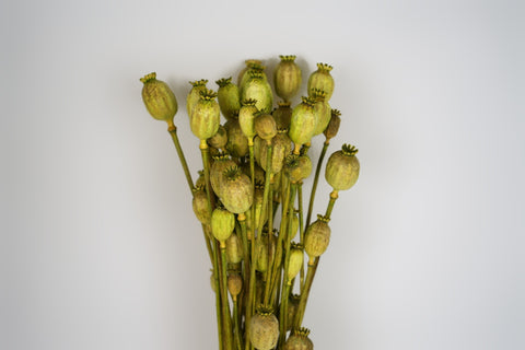 Papaver