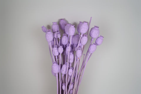 Papaver
