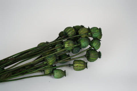 Papaver
