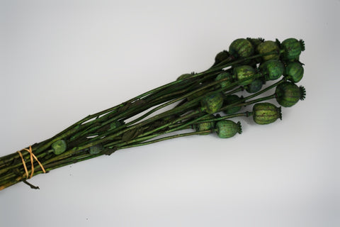 Papaver