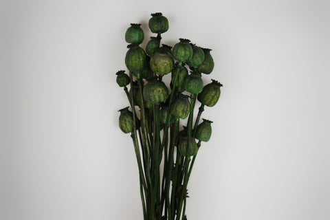 Papaver