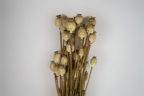Papaver