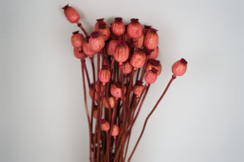 Papaver