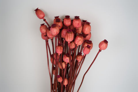 Papaver