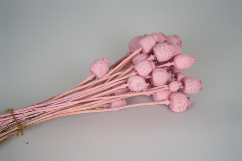 Papaver