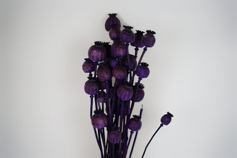 Papaver