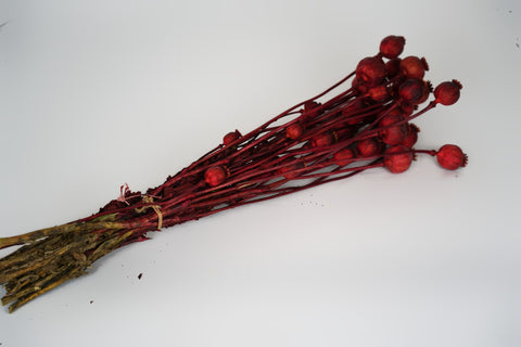 Papaver