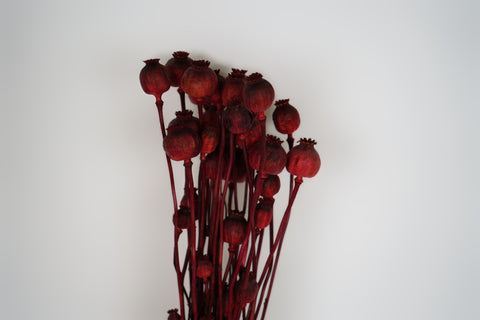Papaver