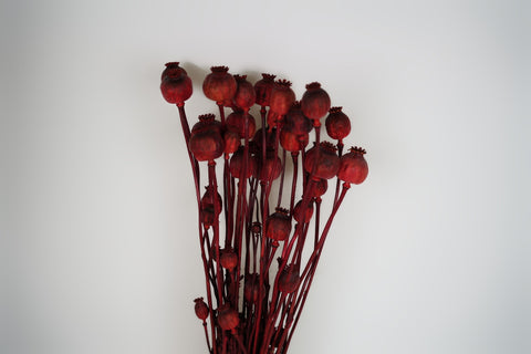 Papaver