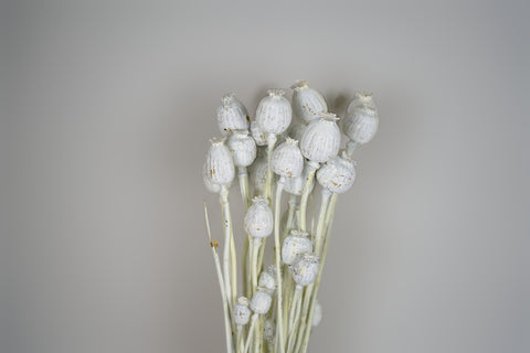 Papaver