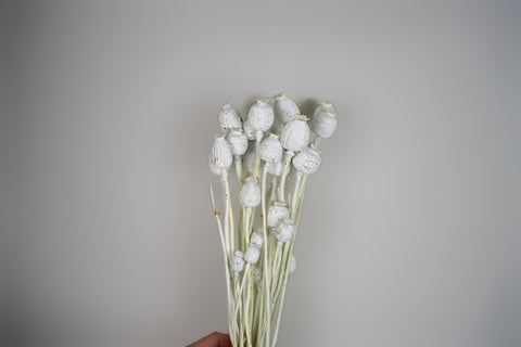Papaver