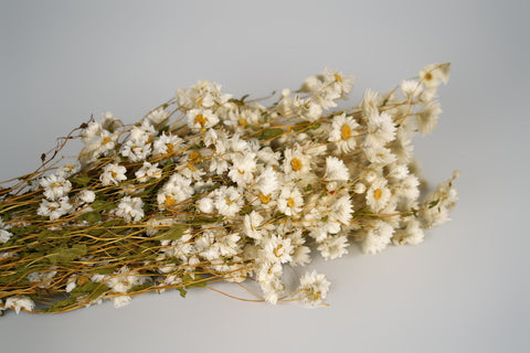 Rhodanthe