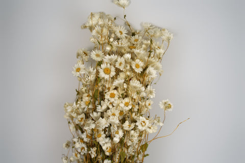 Rhodanthe