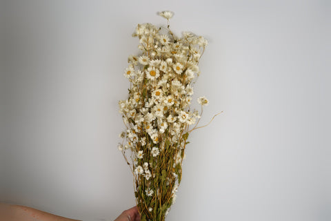 Rhodanthe
