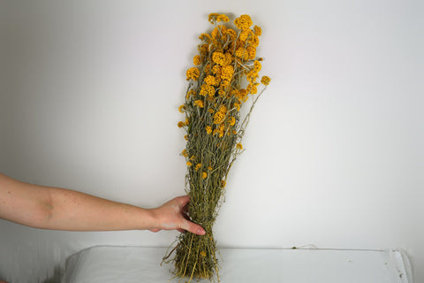 Sanfordii