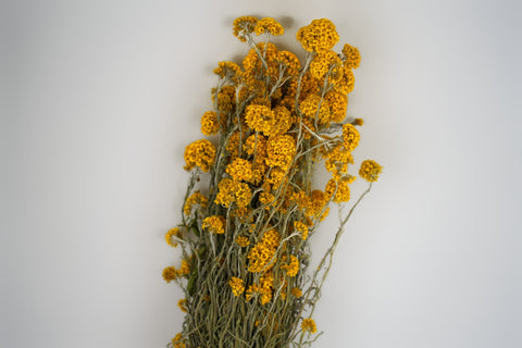 Sanfordii