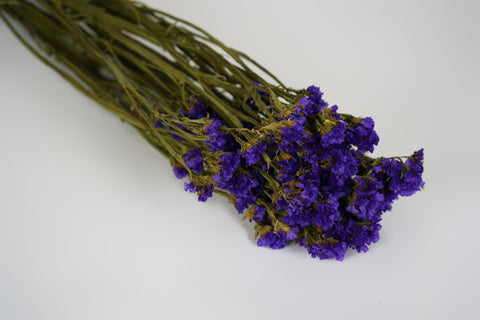 Statice sinuata 