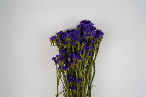 Statice sinuata 