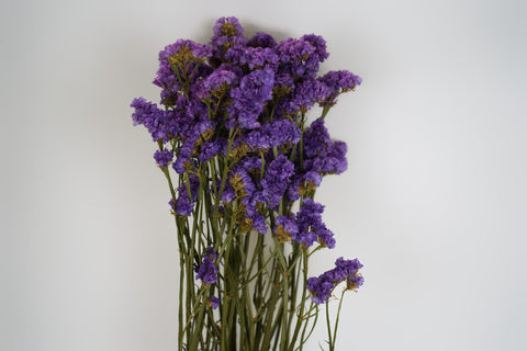 Statice sinuata 